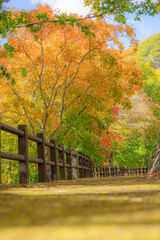 Naklejka premium autumn in the park