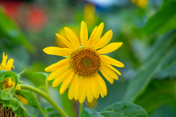 Bright Sunflower Flower: Close-up of a sunflower. Summer time. Helianthus annuus