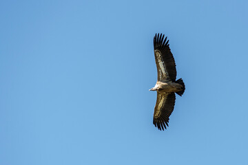 Aguila sobrevolando las hoces del rio duraton
