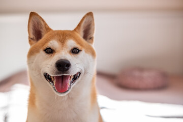 Shiba Inu dog with a joyful expression, showcasing vibrant fur and bright eyes, embodying companionship and loyalty in a warm, inviting indoor environment