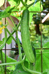 cucumber
