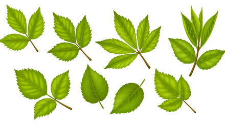 Fresh Green Leafy Branches Assorted Natural Botanical Foliage