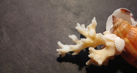 White coral and seashell on dark background