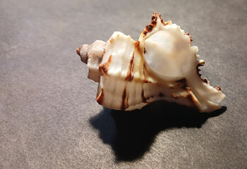 Seashell with Small Spiral Shells