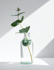 Elegant Eucalyptus Branch in Glass Vase, Minimalist Home Decor, Natural Light, Still Life Photography
