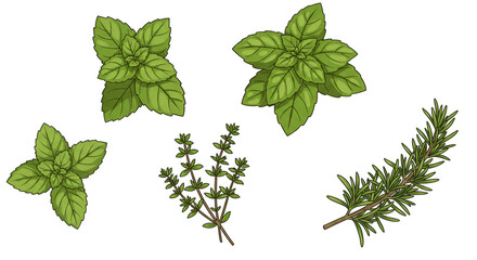 Fresh Green Herb Leaves Assorted Basil Thyme Rosemary Illustration