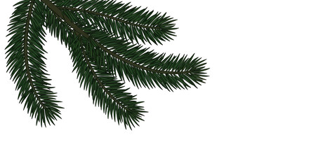 Obraz premium Green Pine Tree Branch with Needle Leaves on White Background for Nature and Holiday Themes