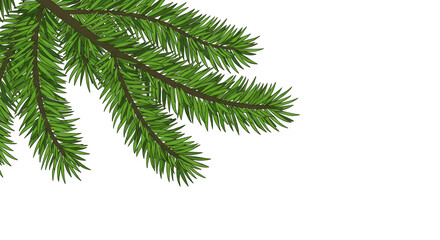 Obraz premium Green Pine Tree Branch with Needle Leaves on White Background