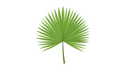 Obraz premium Green Fan Palm Leaf Isolated on White Background for Tropical and Nature Themes