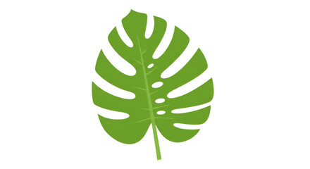 Green Monstera Leaf Isolated on White Background in Natural Style