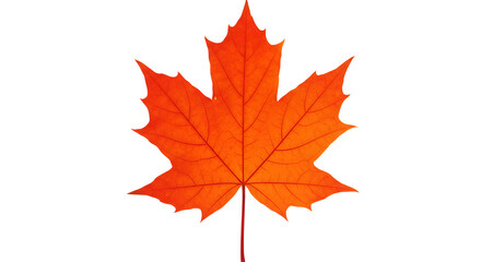 Bright Orange Maple Leaf Isolated on White Background