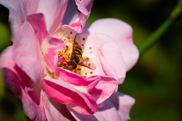 Pollen Beetle on Pink Rose Flower