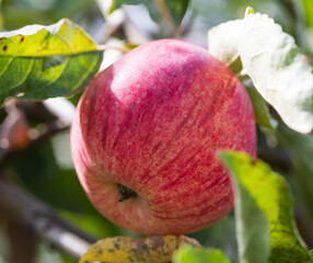A red apple is hanging from a tree