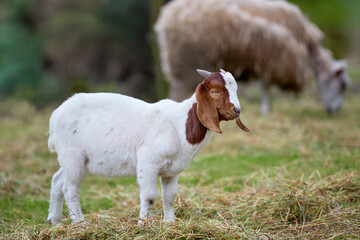 Adorable Boer goat kid stands in a grassy field with a sheep in the background.