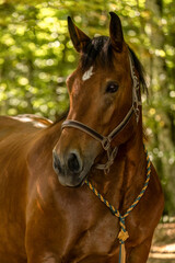 Fototapeta premium Head portrait of a bay brown south german coldblood horse mare in summer outdoors