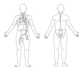 Human Anatomy Systems - Line Art Medical Illustration