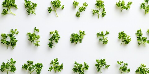 A flat lay photograph showcases a series of small parsley sprigs arranged in a grid pattern on a white surface. The sprigs vary slightly in size and shape, exhibiting a natural, organic aesthetic.