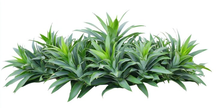 A dense cluster of agave plants is arranged horizontally across a white background. The plants have long, spiky, green leaves that create a textured and layered appearance.  - Powered by Adobe
