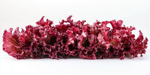 A vibrant head of red leaf lettuce rests on a white surface. The lettuce exhibits a ruffled, crinkled texture with deep burgundy-red leaves.