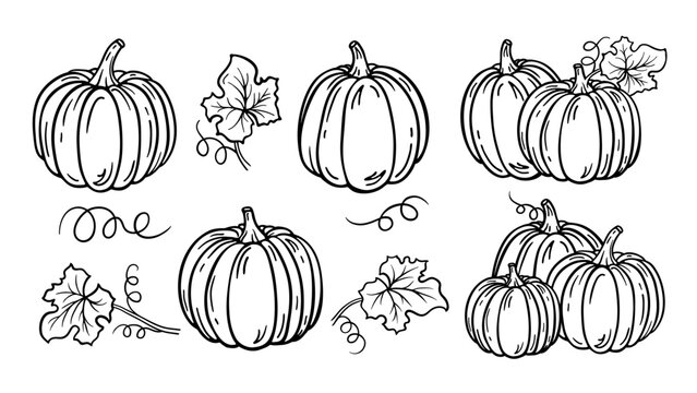 Pumpkins hand drawn sketch set, black outline isolated on white. Line drawing pumpkins, leaves and still life or composition. Vector clipart for autumn harvest illustration, products label design.