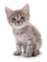 Gray tabby kitten isolated on white background
