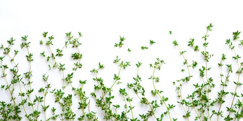 A close-up shot of fresh thyme sprigs arranged along a white background. The thyme plants are densely packed, with their tiny leaves and delicate stems creating a textured, organic border. 