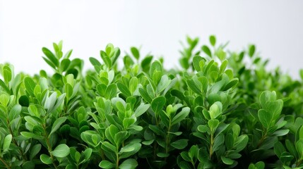 Obraz premium Vibrant healthy green bush with rounded foliage isolated on bright white background featuring fresh natural textures and copy space