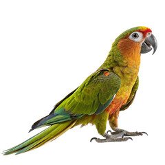 Vibrant parrot displays striking green, orange, and red plumage showcasing its natural beauty and tropical appeal.
