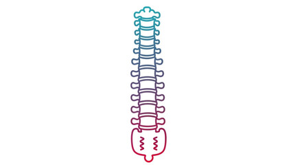 Spine anatomy vertebral column spinal cord human backbone skeletal system chiropractic health and wellness care