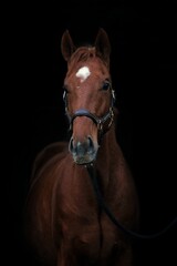 Fototapeta premium portrait of a horse