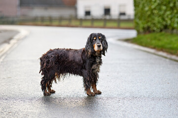 A sad, wet, and muddy black and tan cocker spaniel stands alone on a glistening asphalt road. The...