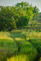 Fototapeta premium A vibrant, natural close-up of a sun-kissed meadow with tall green grass, leading up to a large, prominent green tree in the background under a clear sky.