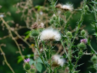 Flowering and fruiting spiny plumeless thistle (Carduus acanthoides) in nature