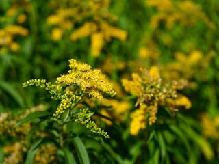 Close-up of tall goldenrod flowering in nature