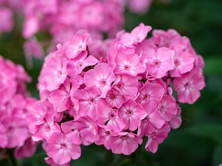 Close-up of flowering pink phlox