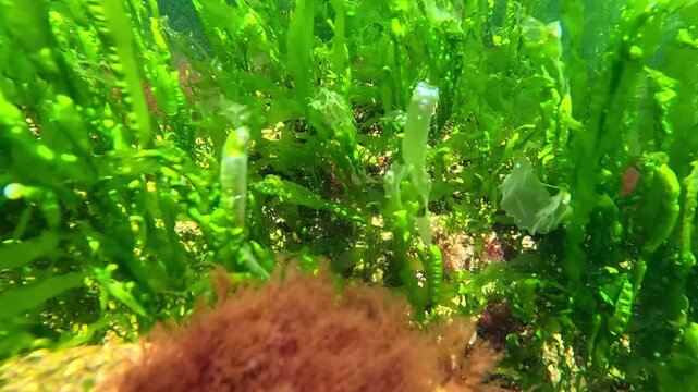 Underwater view of red and green algae that grow on rocks near the shore