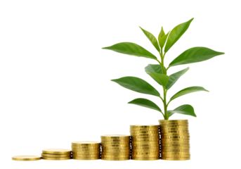 Growing Wealth: Coin Stacks with Sprouting Plant on white background