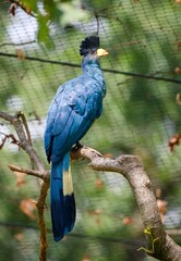 Great blue turaco