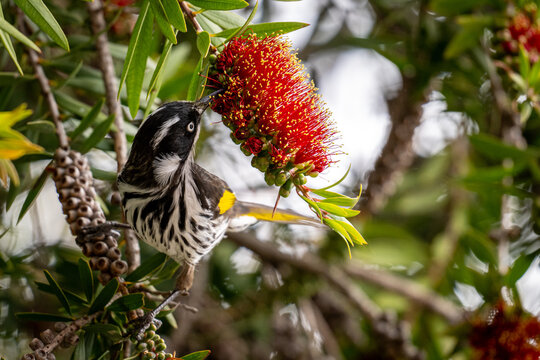 New Holland honeyeater perched among bottlebrush flowers