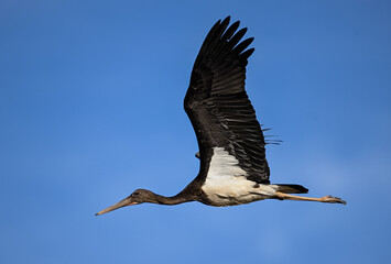 High Elegance: The Black Stork
