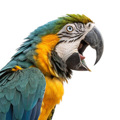 Fototapeta premium Vibrant blue and yellow macaw parrot squawking with wide open beak, tropical exotic bird portrait 