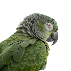Obraz premium Peaceful green parrot rests with eyes closed, showcasing vibrant plumage and gentle repose 