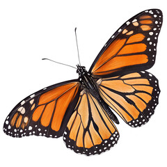 Monarch Butterfly Specimen, isolated on transparent background