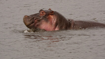 Fototapeta premium Hippo swimming in a lake