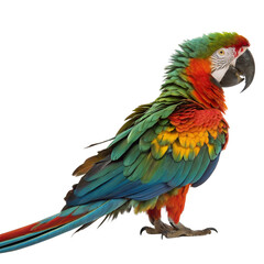 Fototapeta premium Vibrant macaw parrot showcases stunning colorful plumage, a tropical beauty ready to impress. 