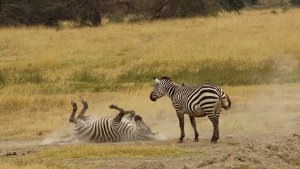 Naklejka premium Zebras rolling in the sand