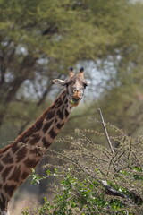 Portrait of an eating giraffe