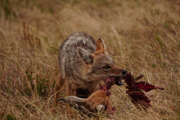 Naklejka premium Jackal eating a gazelle