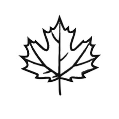 Fototapeta premium Maple leaf isolated on white background