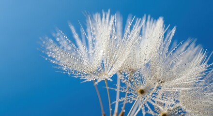 Dew Drops on Dandelion Seeds Against a Blue Sky